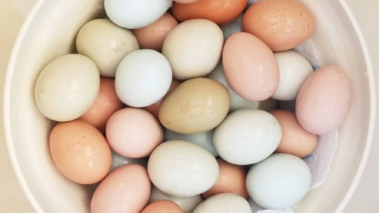 Should You Wash Eggs Before Using Them? Get the Final Answer From the  Experts