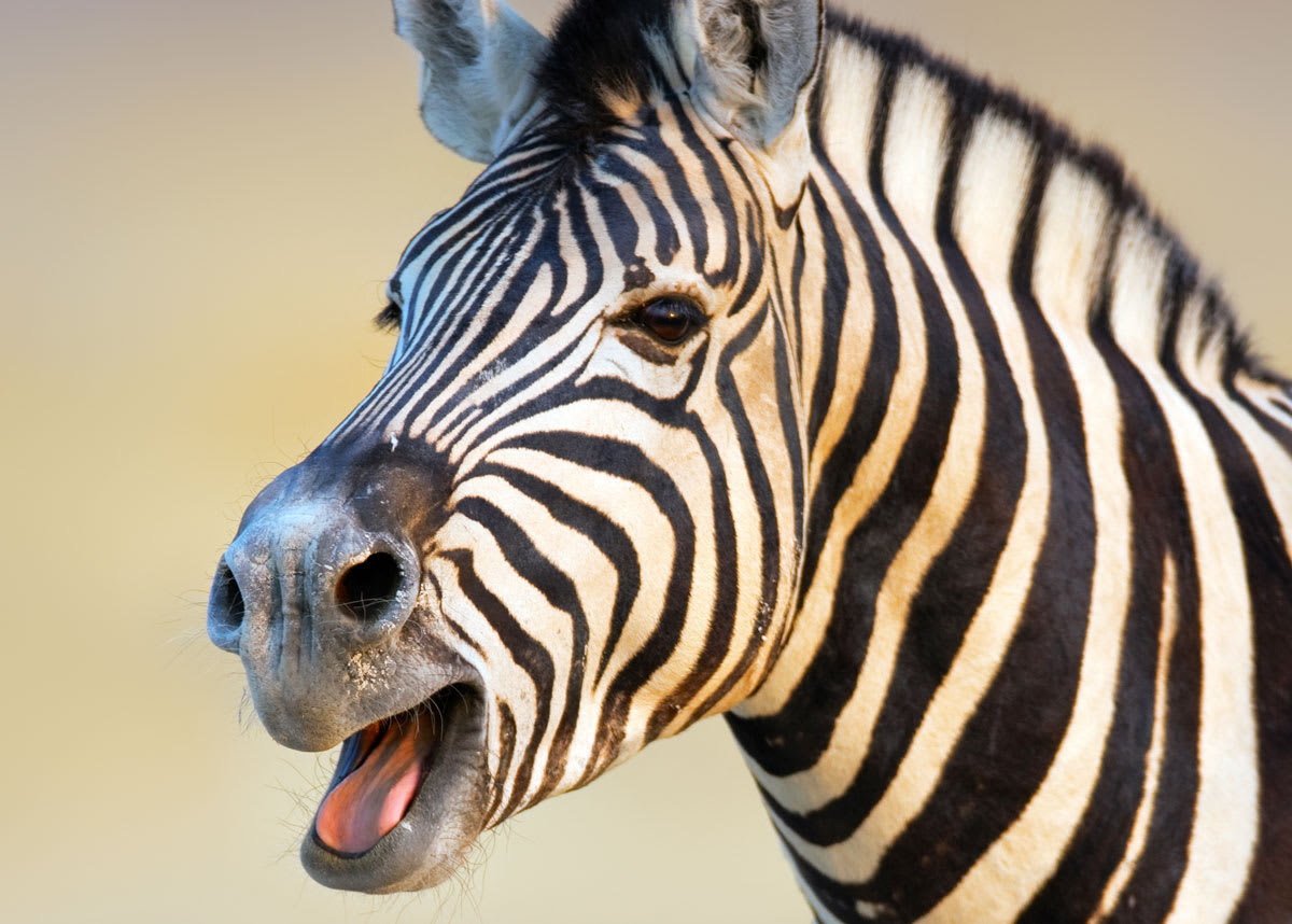 What Sound Does a Zebra Make? [Audio] 4 Zebra Sounds, Barks, Noises |  Storyteller Travel