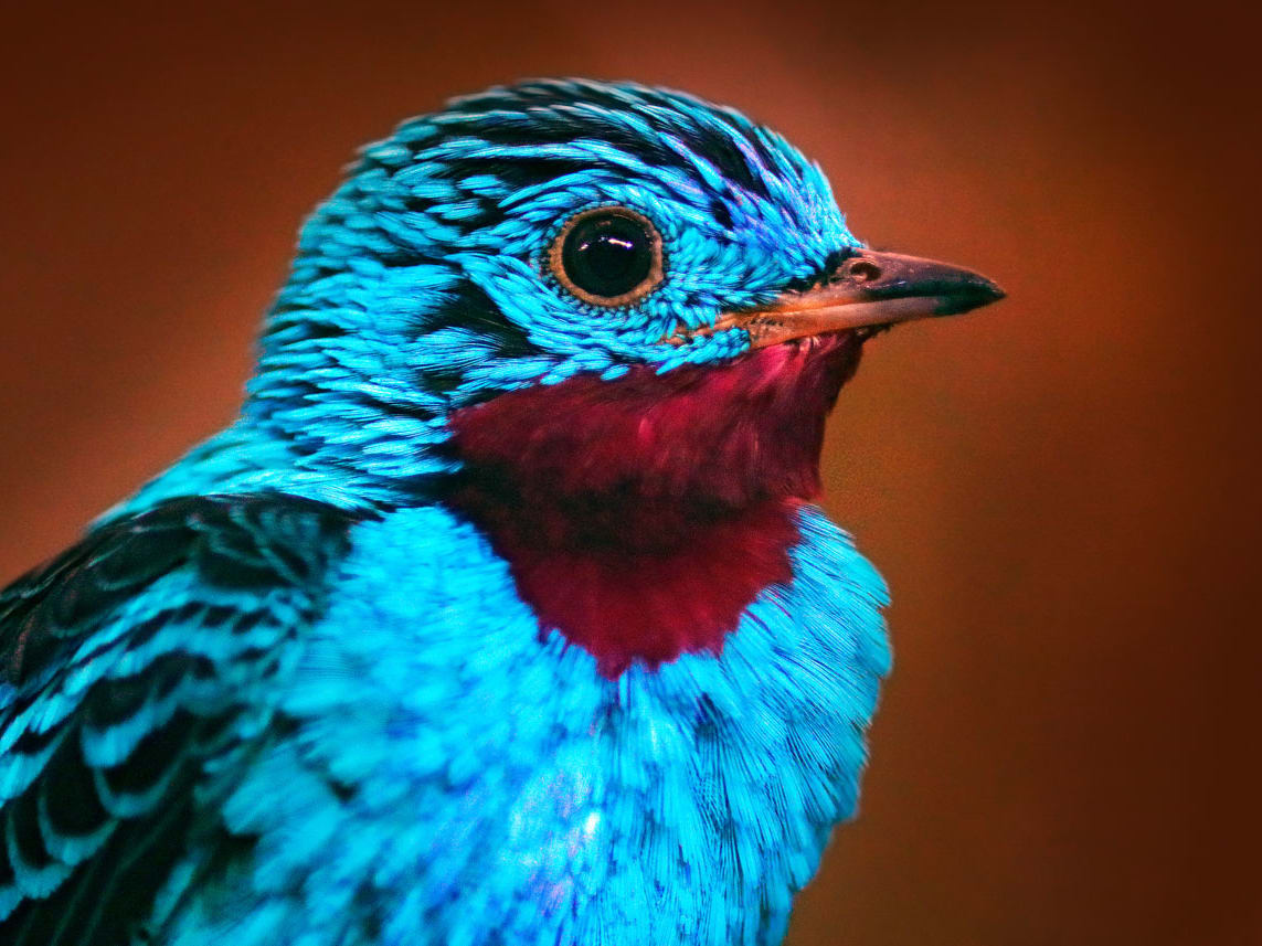 26 of the Most Colorful Birds on the Planet (And Where to Find Them) |  JustBirding.com