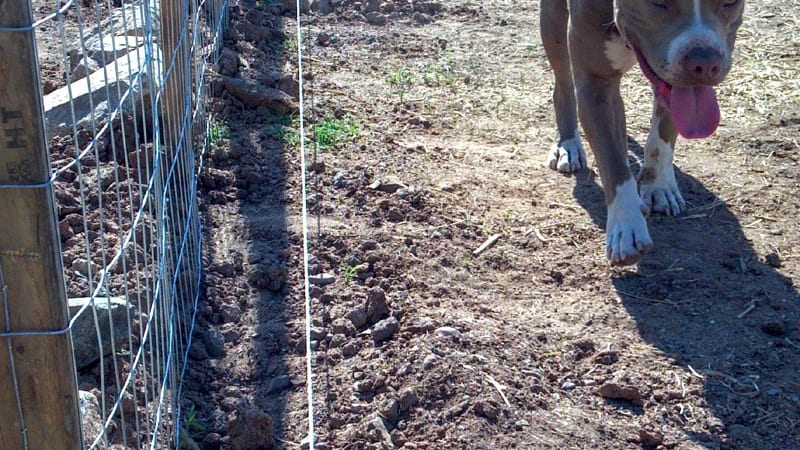 DIY Hot Wire for Animals