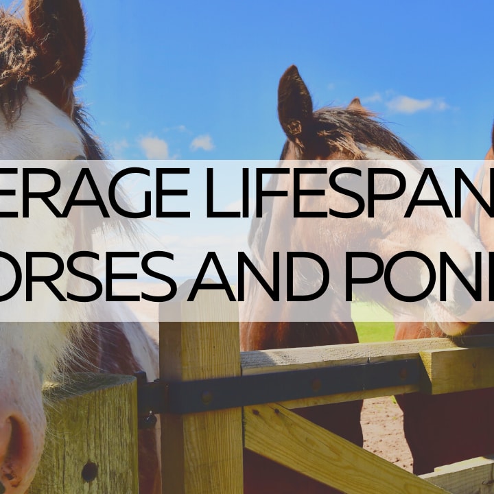 26+ Senior Picture Ideas With Horses