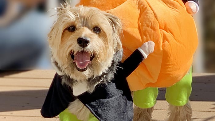 Pumpkin carrying dog costume new arrivals