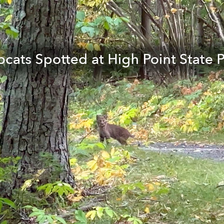 Bobcats in nj - NJ Division of Fish and Wildlife - NJ Woods & Water