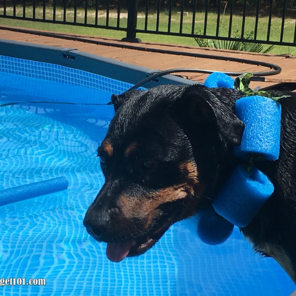 Swimming noodle dog collar cheap