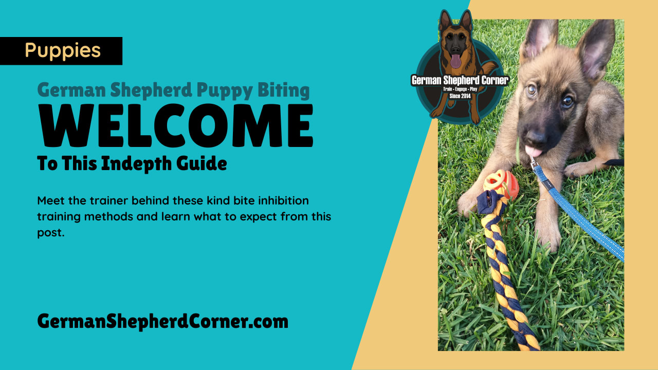 German shepherd puppy biting phase new arrivals