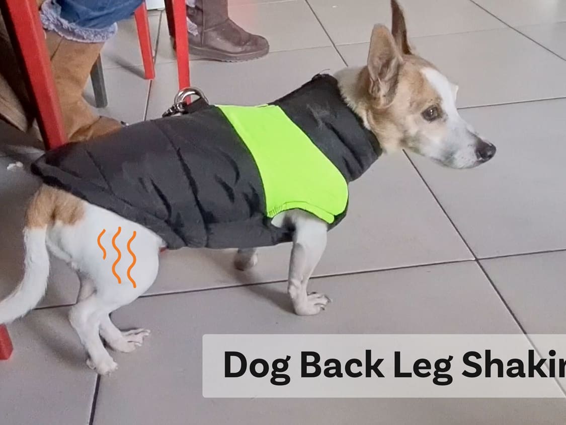 Dog Back Leg Shaking? 14 Reasons And What Dog Owners Need To Know