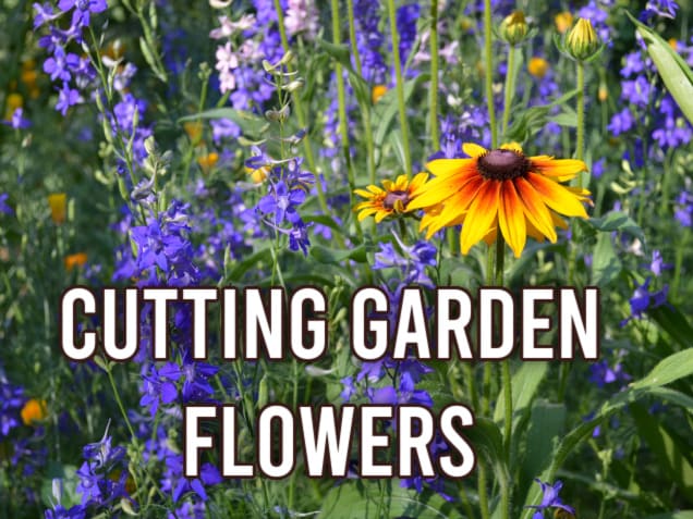 How To Harvest Cut Flowers: Harvesting Flowers From Cutting Gardens