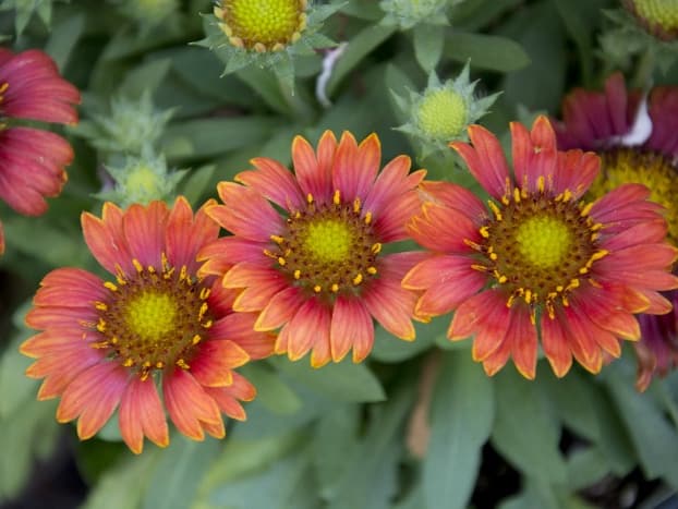 Gaillardia aristata rhs top