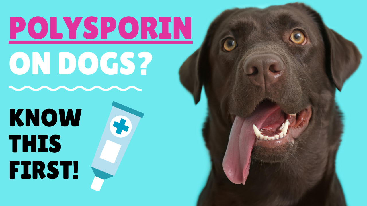Posso usare la polisporina sul mio cane?