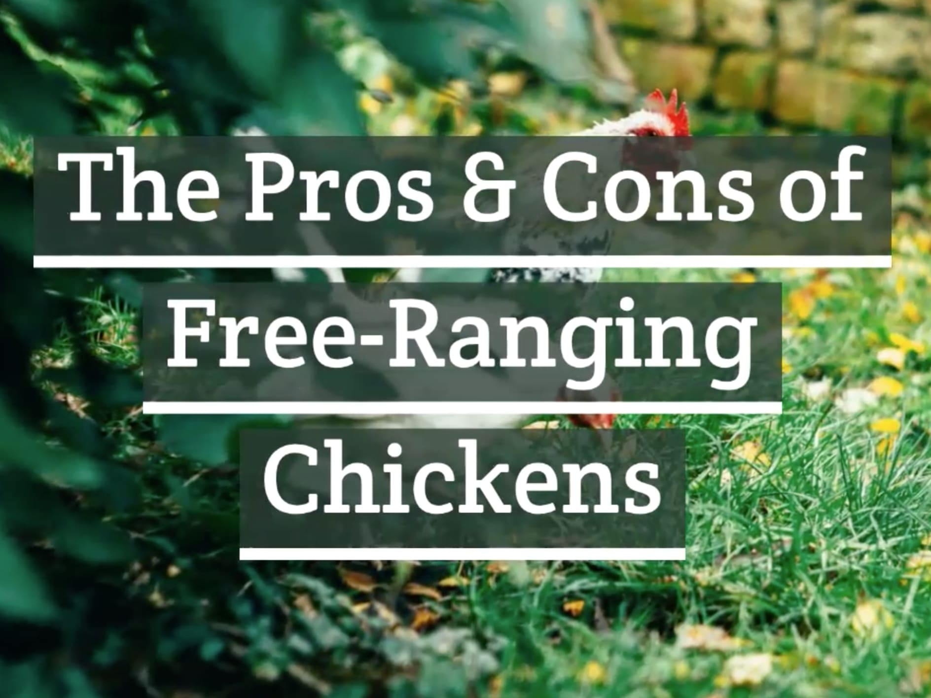 Free-Ranging Chickens- The Pros vs The Cons - Homesteaders of America
