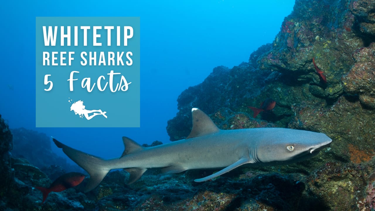 Efforts to Bring Back the Caribbean Reef Shark May Become a