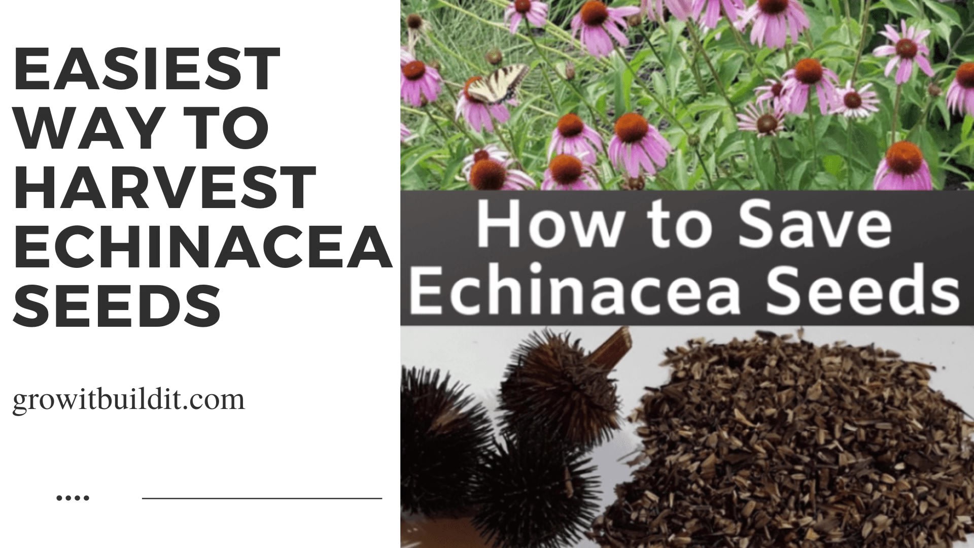 how to harvest echinacea