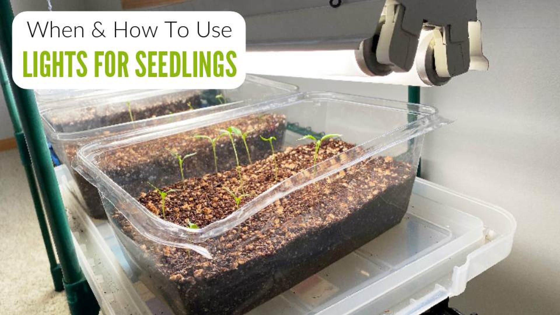 Lighting Seedlings: A Beginner's Guide To Grow Lights For Seedlings