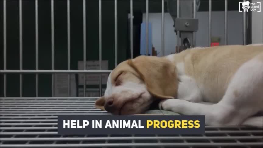 145+ Best Stop Animal Cruelty slogans 