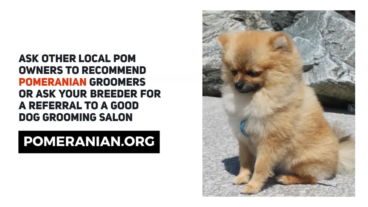 Best pomeranian groomer near me top