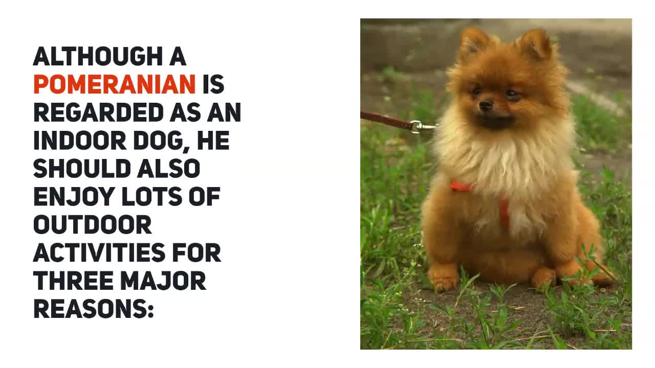 Pomeranian exercise hotsell