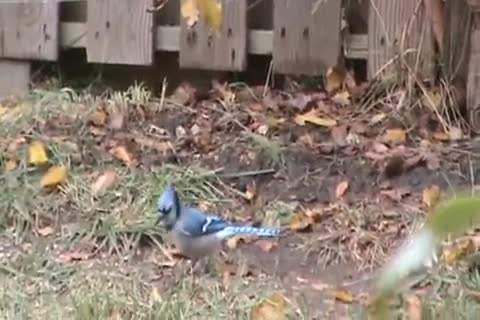 What Do Baby Blue Jays Eat? - Full Food Guide! Happy Birding