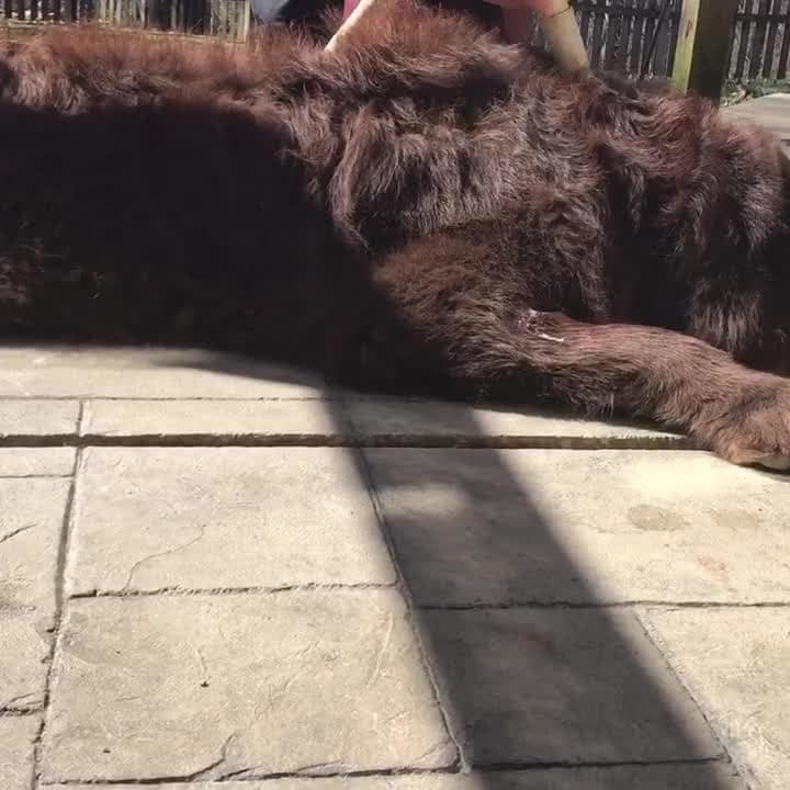 Benefits of Dry Blowing a Dog s Coat