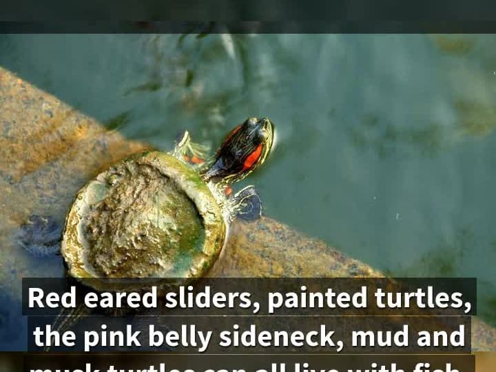 Can Turtles Live With Fish & Other Turtles? - All Turtles