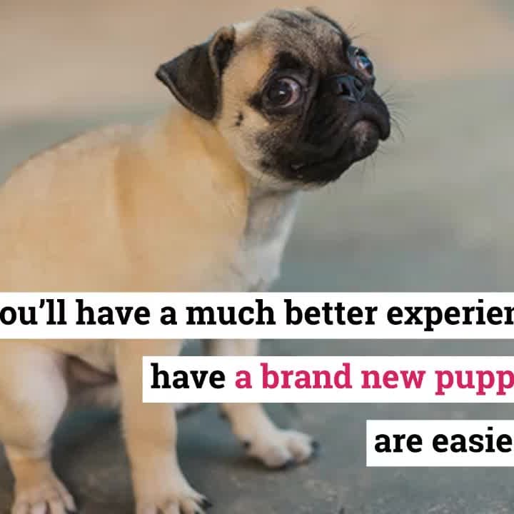 Housebreaking a hot sale pug