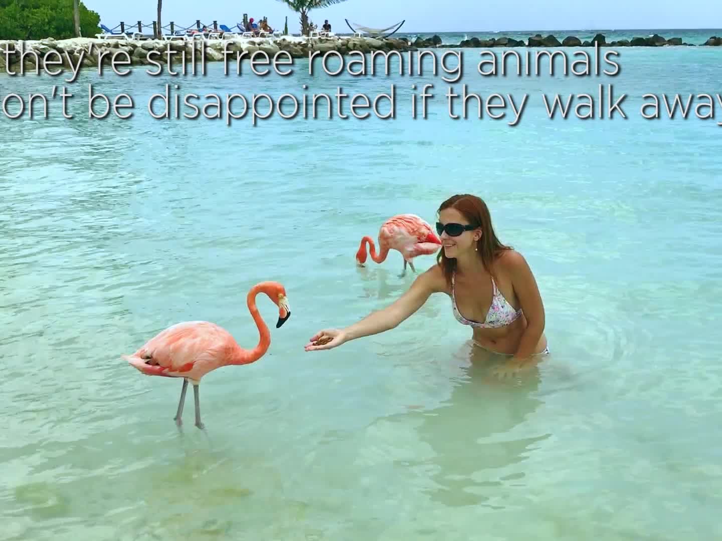 Flamingos In Aruba