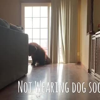 Do Non-Slip Dog Socks Really Work? - My Brown Newfies