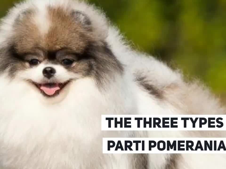 Irish pomeranian sales
