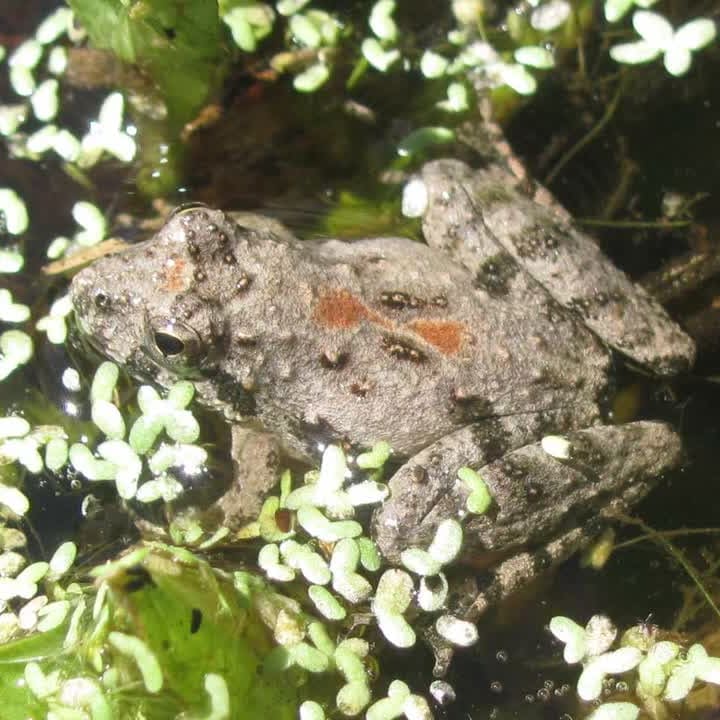 tree frogs in wisconsin sounds