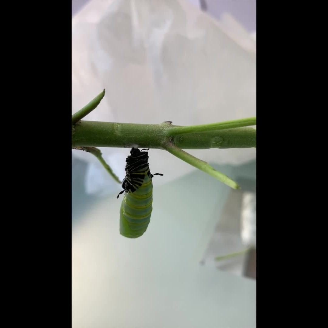 Complete guide: How to raise Monarch butterfly caterpillars at home -  Tyrant Farms