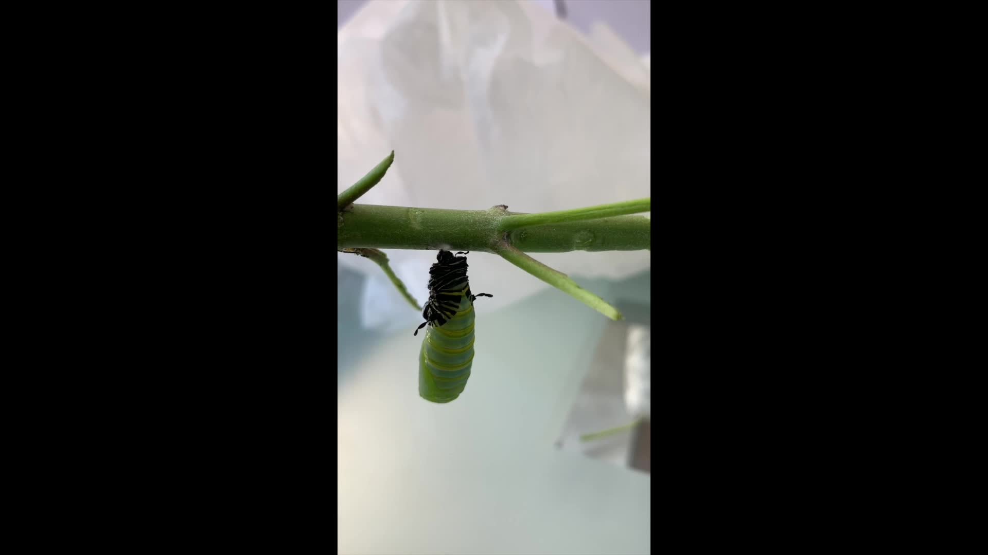 Monarch TOWER INVISImesh Caterpillar Cage- Raise Monarchs on Milkweed –  Monarch Butterfly Life