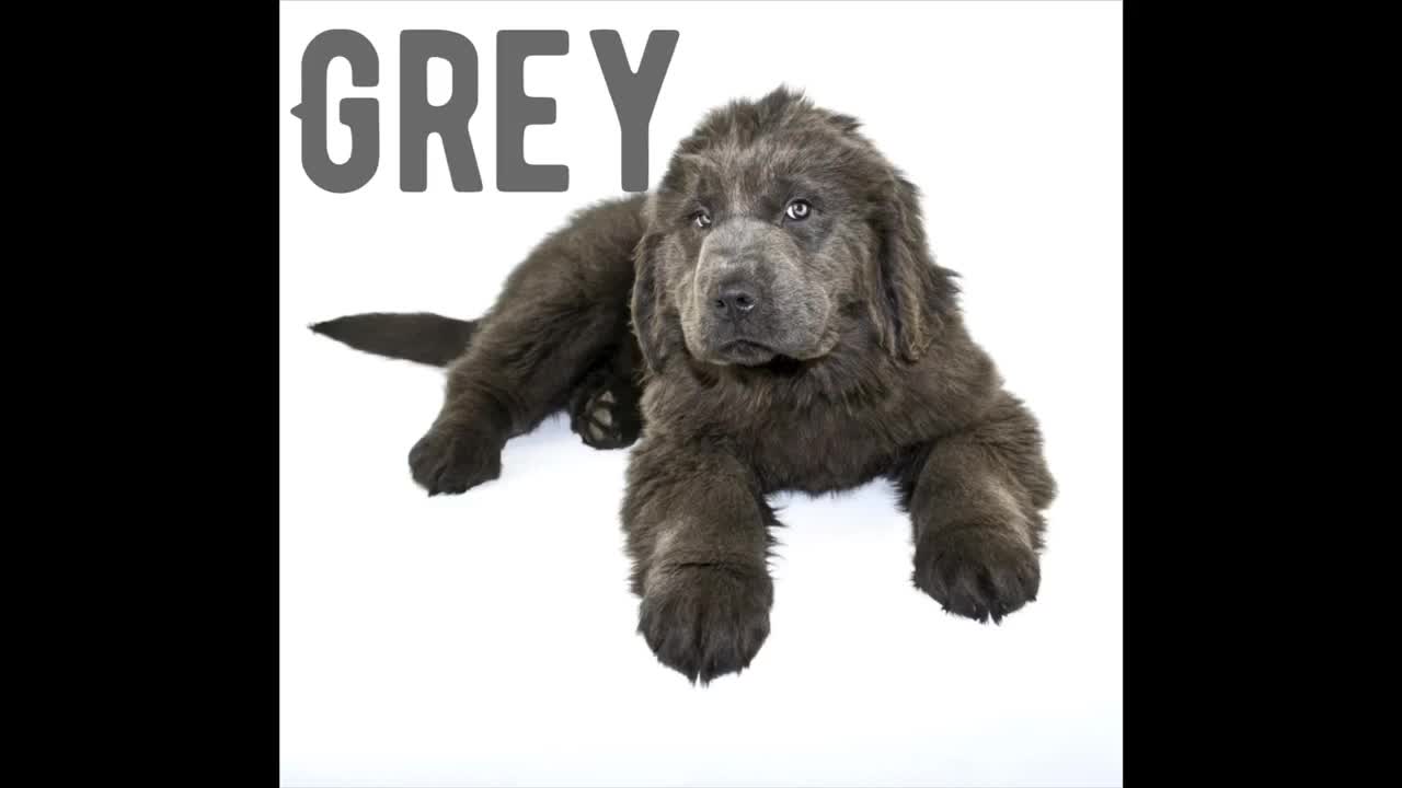 Beige newfoundland dog online