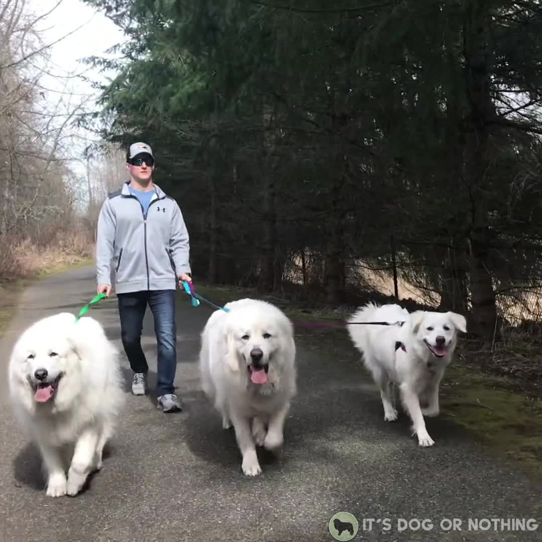 Pyrenean mountain hotsell dog price