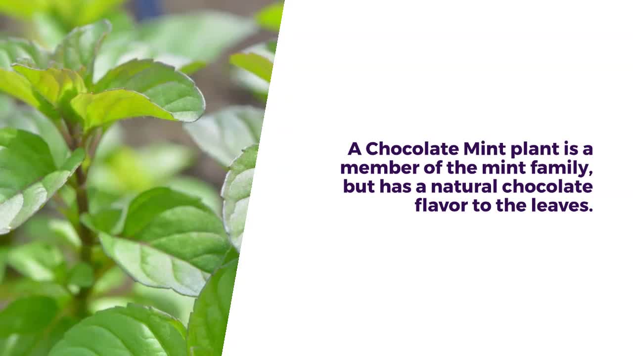 Chocolate-Mint Leaves Recipe