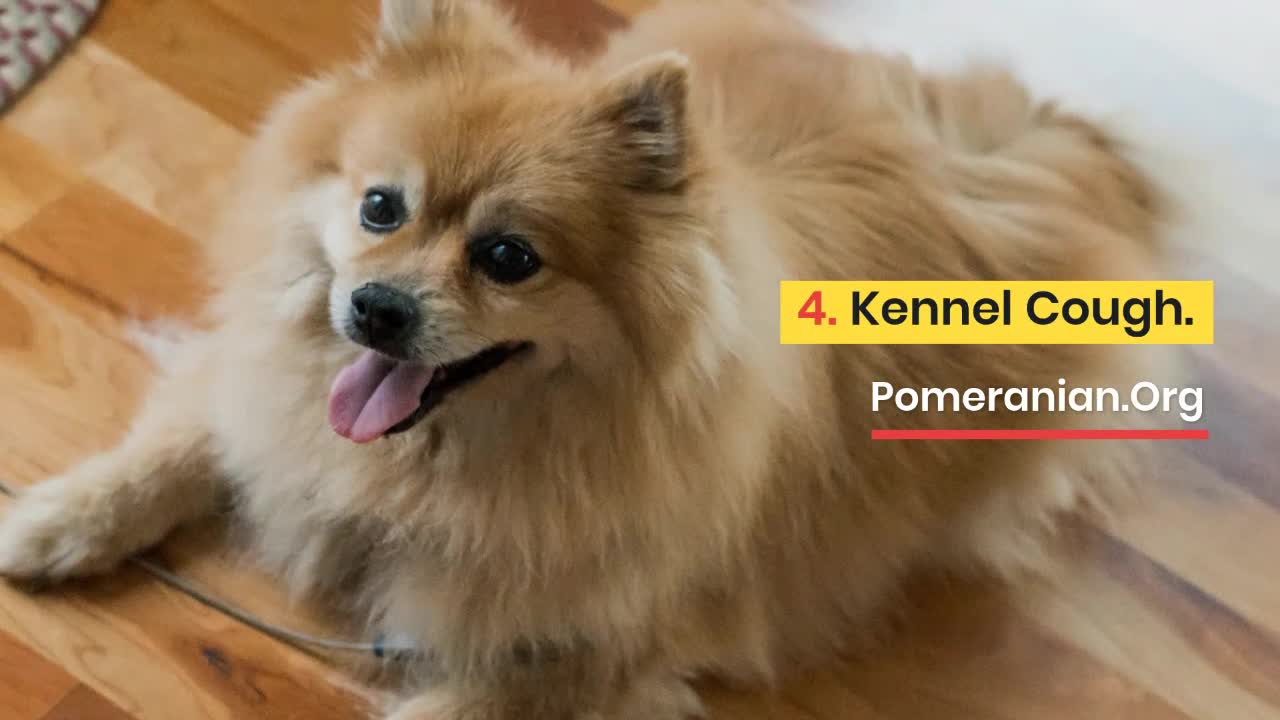 Pomeranian choking hotsell