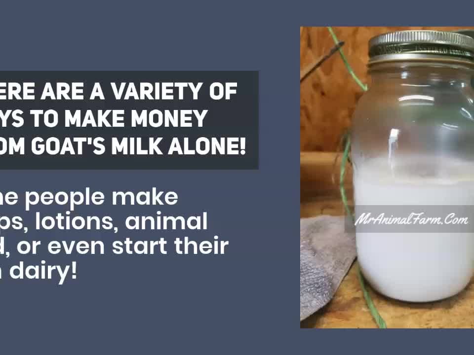 My Homestead Income: Selling Goat's Milk Soap for Profit 