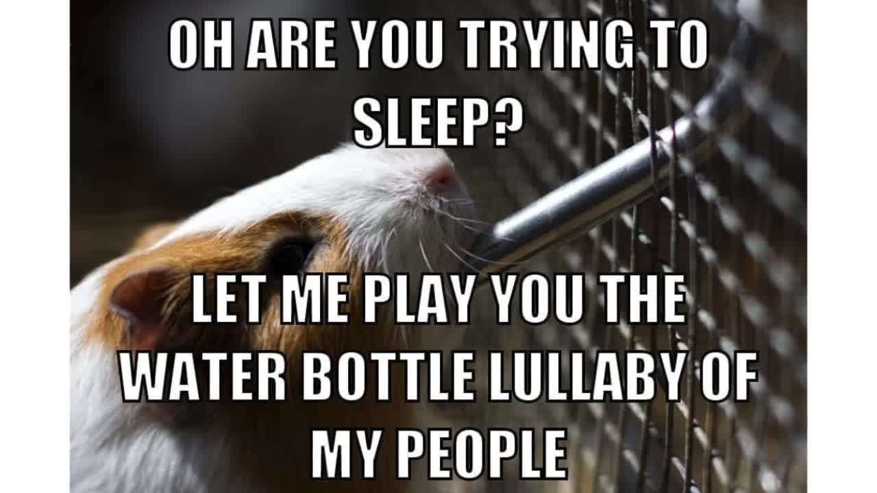 Funny Guinea Pig Memes